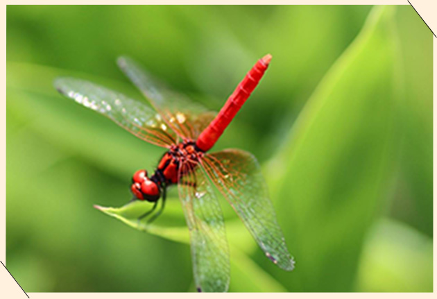 ハッチョウトンボ